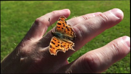 Butterfly Whisperer, amazing , how does this guy do it.