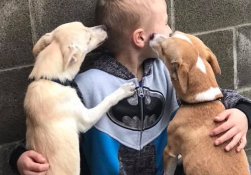 Little Boy Determined to Find Home for Washington Shelter Dogs