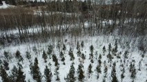 Whitetail Deer Spotted With Drone - DJI Mavic Pro Footage!