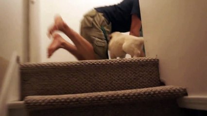 Il montre à son chiot comment descendre les marches d'un escalier