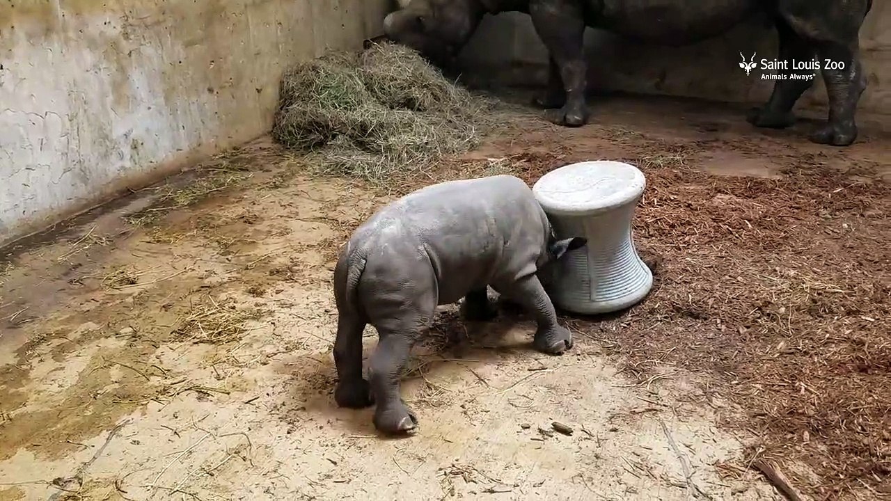 Un bébé rhinocéros super mignon s'entraîne à charger !
