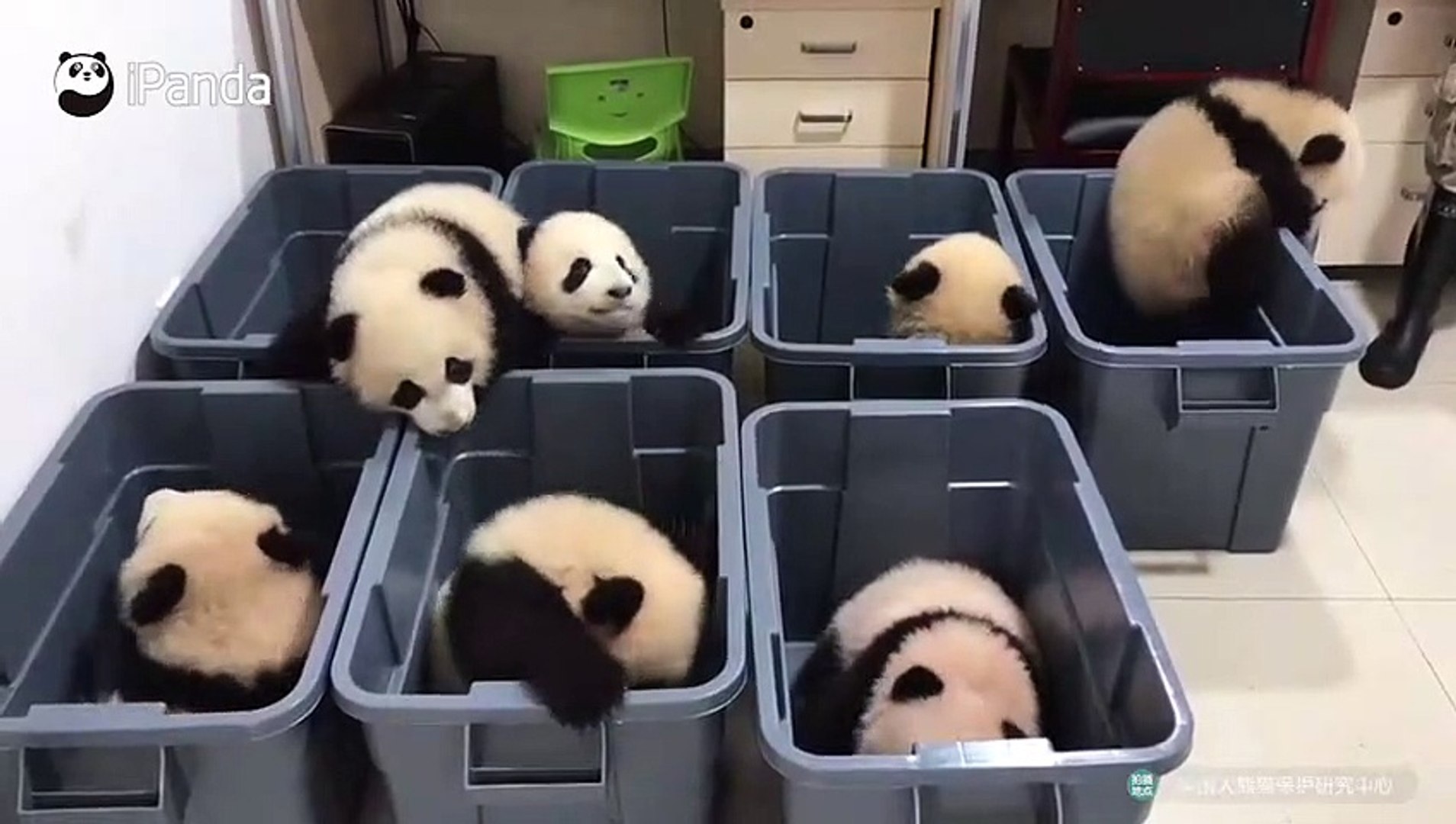 Video De Bebes Panda Trop Mignon Video Dailymotion