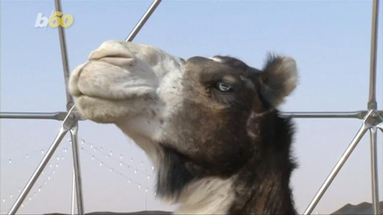 Botox Controversy! Camels Disqualified From Bea...