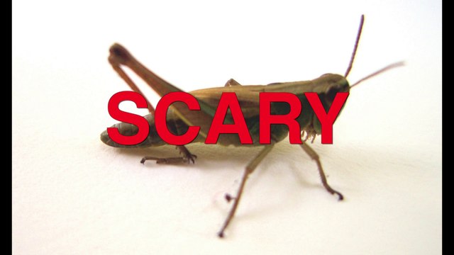 First time eating crickets !!! Why am I eating insects ? !!!