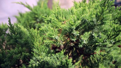 SNOW FIR - Free Stock Video Footage HD