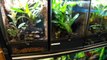 Vivarium Clean up Crew (isopods + Springtails) Update!