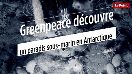 Greenpeace découvre un paradis sous-marin en Antarctique