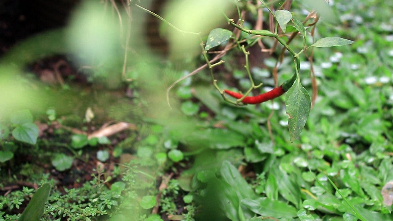 Red Chili - Free Stock Video Footage HD
