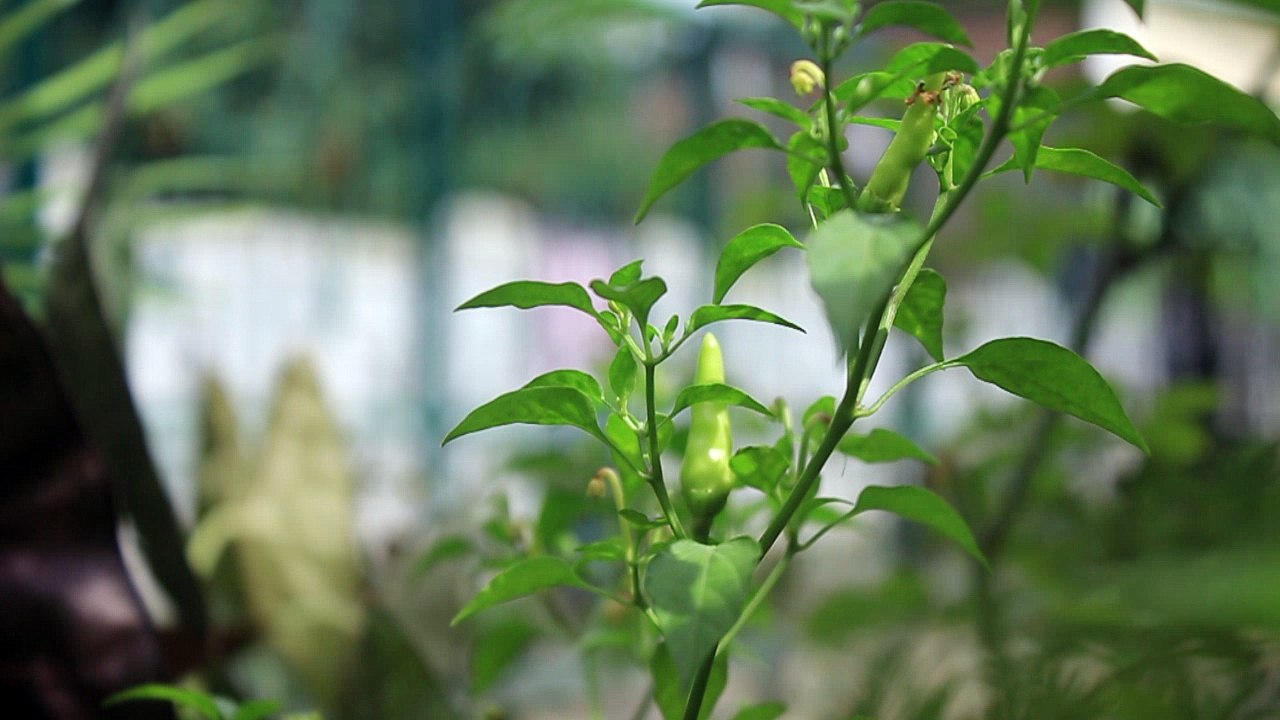 Green CHili - Free Stock Video Footage HD