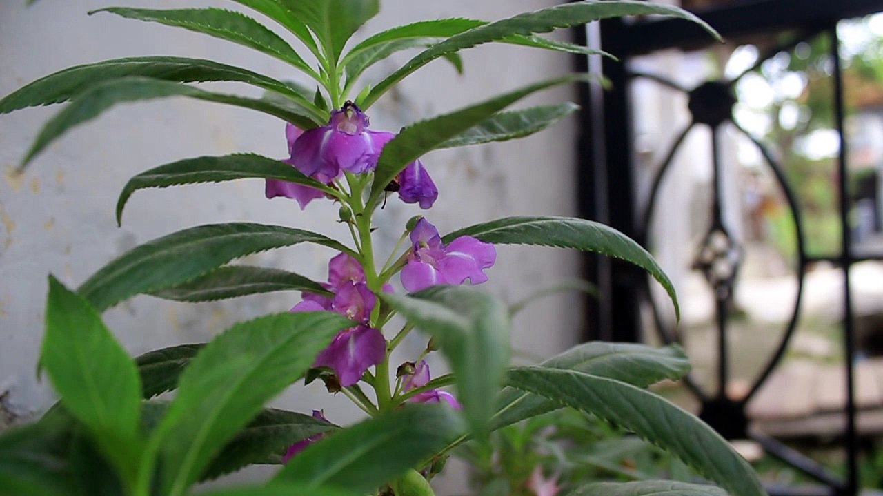 Purple Flower - Free Stock Video Footage HD