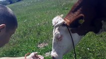 Bosanac kupio kravu iz Nemačke – Njegov “razgovor” sa njom će vas nasmejati do suza…
