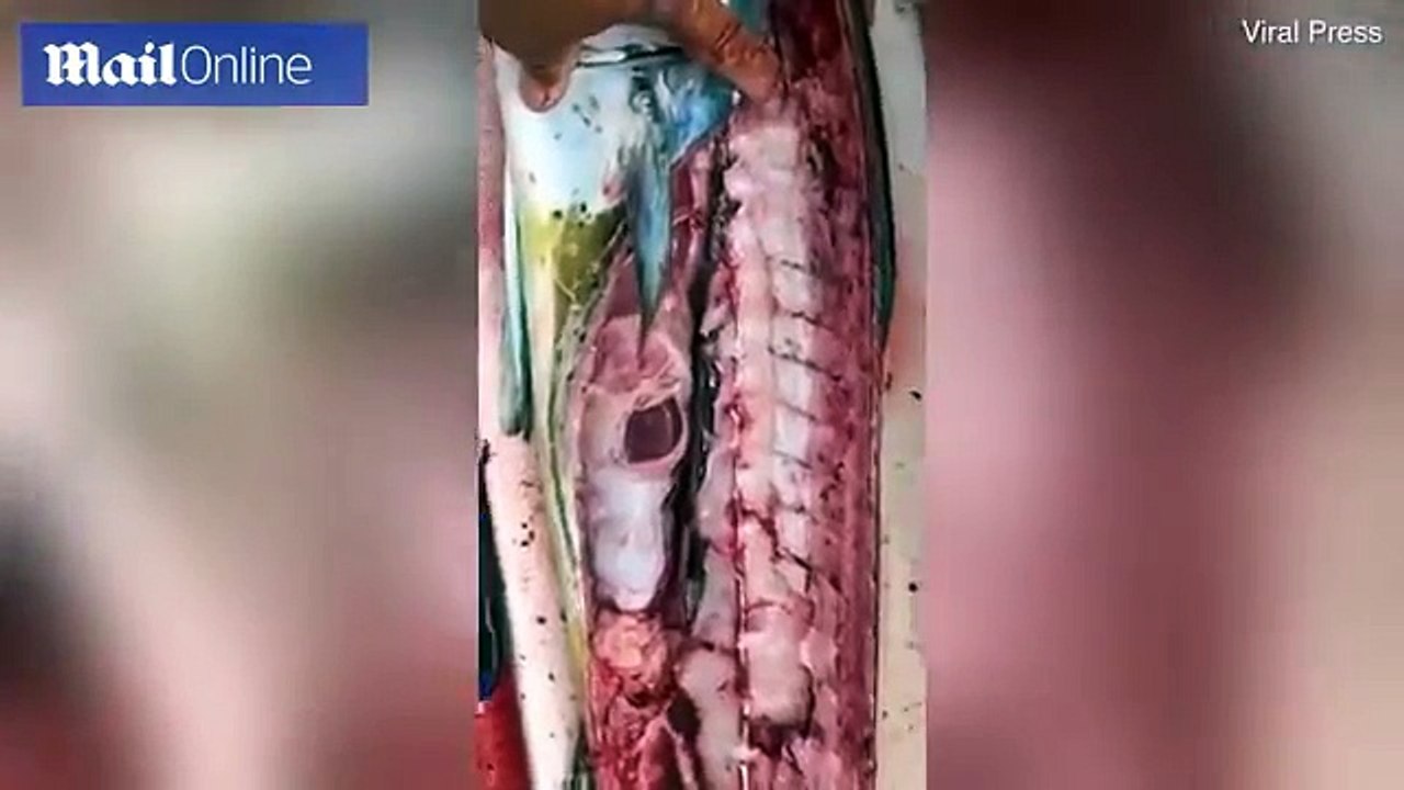 Fish and plastic