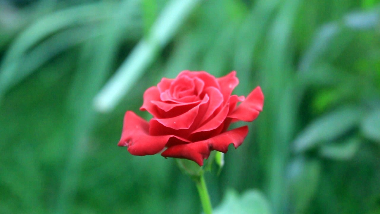 Beautiful RED ROSE - Free Stock Video Footage HD