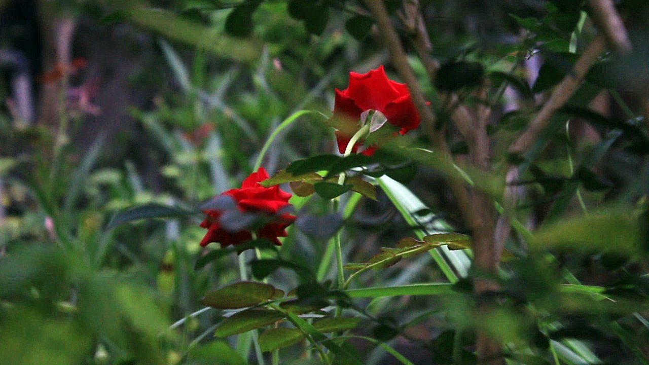 Two Red Rose - Free Stock Video Footage HD