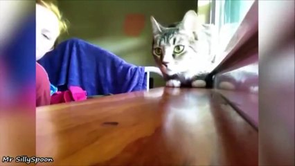 Funny Cat Fails  Funniest Cat Fails Compilation