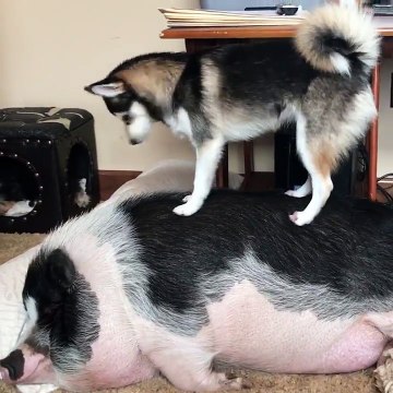 Un chien tente de réveiller un truie pour jouer avec elle !