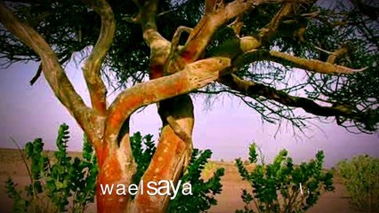 عالم النحل ،شجرة الطلح و فوائدها