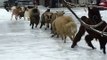 Ces moutons galèrent à marcher sur le verglas !