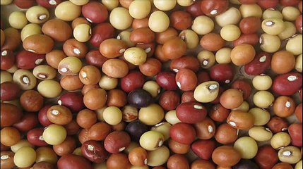 Vigna subterranea - Bambara groundnut