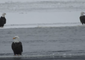 Bald Eagles Float on Ice Down Mississippi River