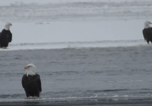 Bald Eagles Float on Ice Down Mississippi River