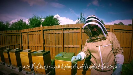 عالم النحل ،خلية نحل منزلية