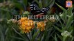 Butterfly Effect in Hindi  The Butterfly Effect in Hindi   यह वीडियो आपकी ज़िन्दगी बदल देगी