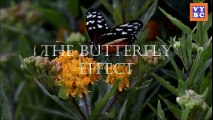 Butterfly Effect in Hindi  The Butterfly Effect in Hindi   यह वीडियो आपकी ज़िन्दगी बदल देगी