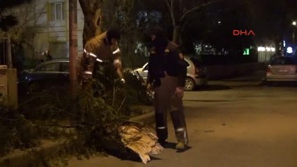 İzmir'de, Şiddetli Rüzgar Ağaçları Devirdi