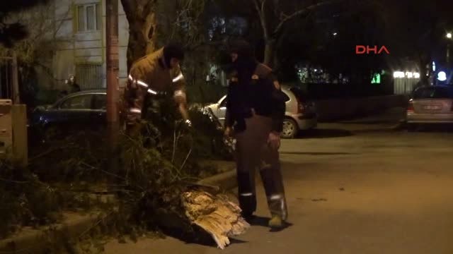 İzmir'de, Şiddetli Rüzgar Ağaçları Devirdi