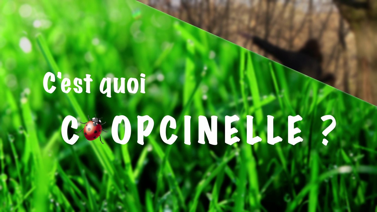 Les ateliers Coopcinelle