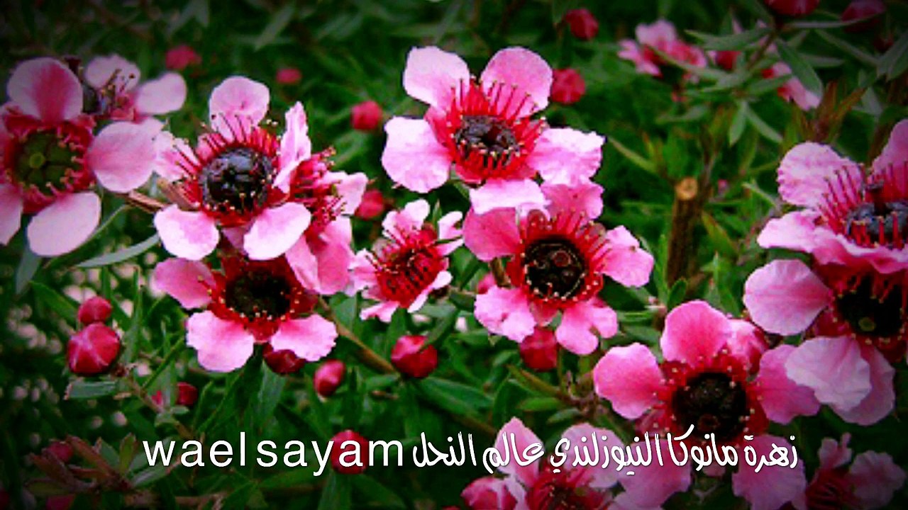 عسل مانوكا النيوزلندي ،عالم النحل