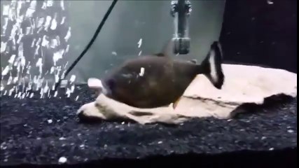 Video herunterladen: Des poissons qui dévorent leurs congénères dans leurs aquariums... Compilation