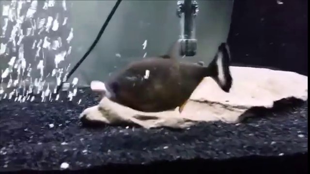 Des poissons qui dévorent leurs congénères dans leurs aquariums... Compilation