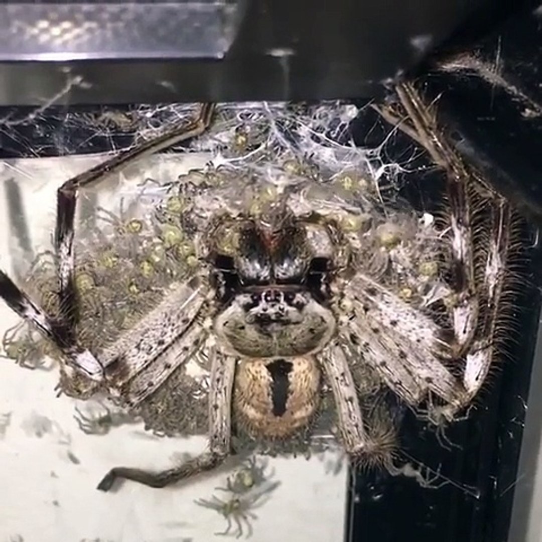 Cette Araignee Huntsman Donne Naissance A Des Milliers De Bebes Video Dailymotion
