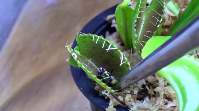 Il nourrit sa plante carnivore avec des insecte - Venus Fly Trap