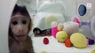 Scientists Finally Clone Monkeys