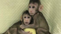 중국, 세계 첫 '체세포핵치환' 원숭이 복제 / YTN