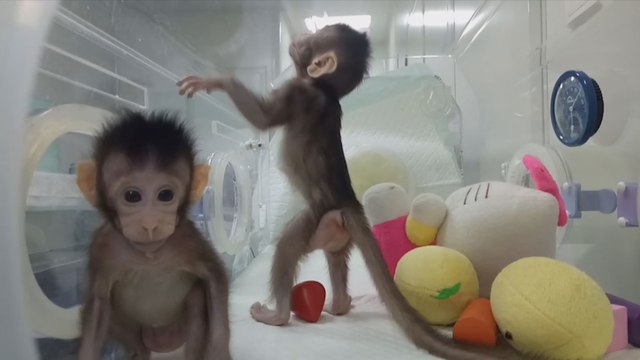 Científicos chinos clonan a dos monos