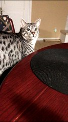 Cat Gags When he Smells Food