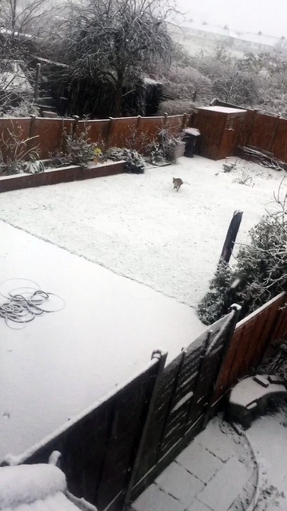 Fox in the Snow