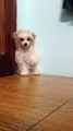 Adorable Dog Stands on Hind Legs