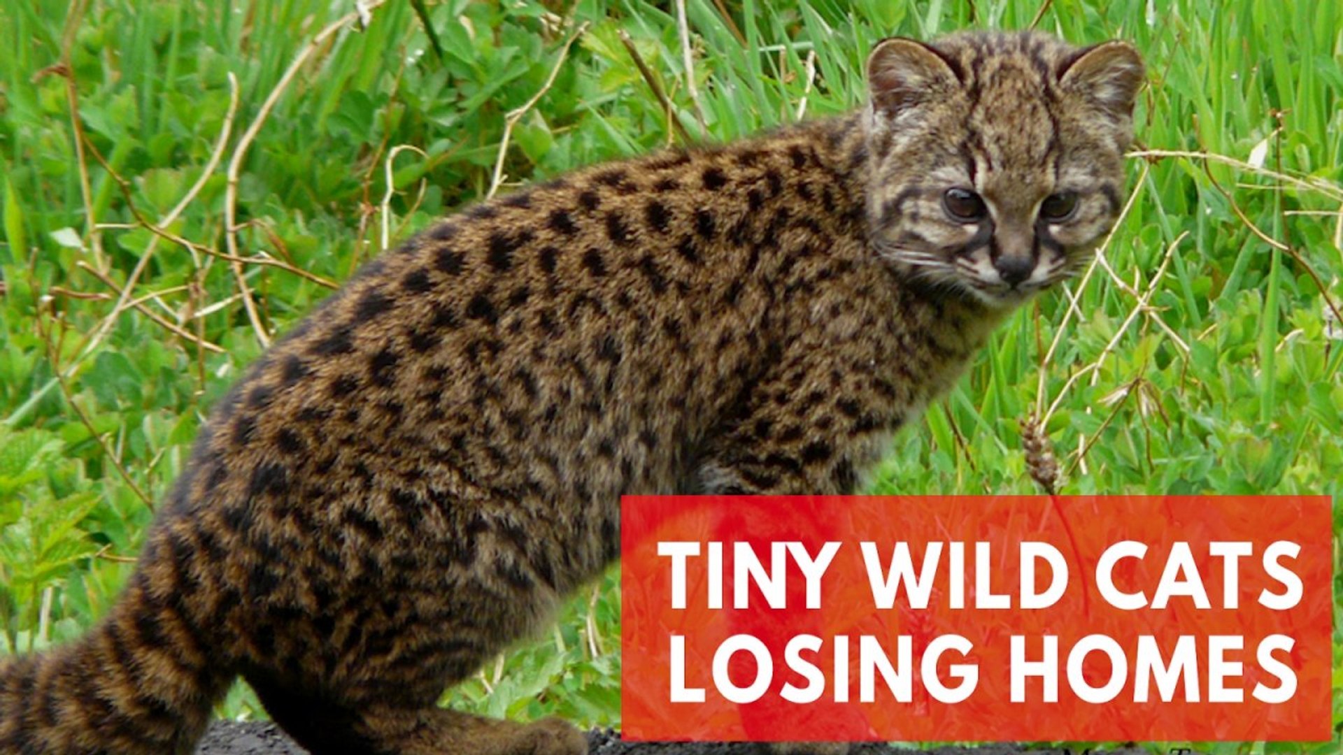⁣Smallest American wild cats are losing their homes
