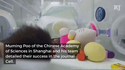 Scientists Finally Clone Monkeys