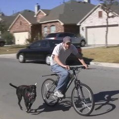 A Safe and Cool Way To Walk Your Dog While Riding Your Bike