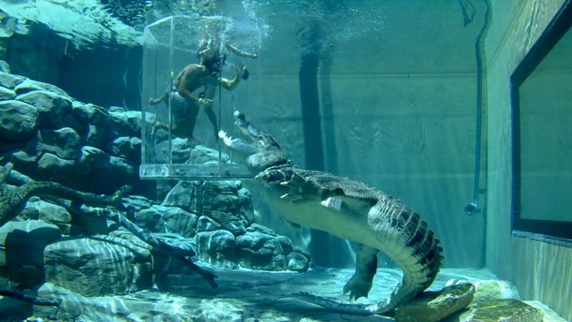 The Cage Of Death Tt Crocosaurus Cove Darwin Lets You Swim With Crocodiles