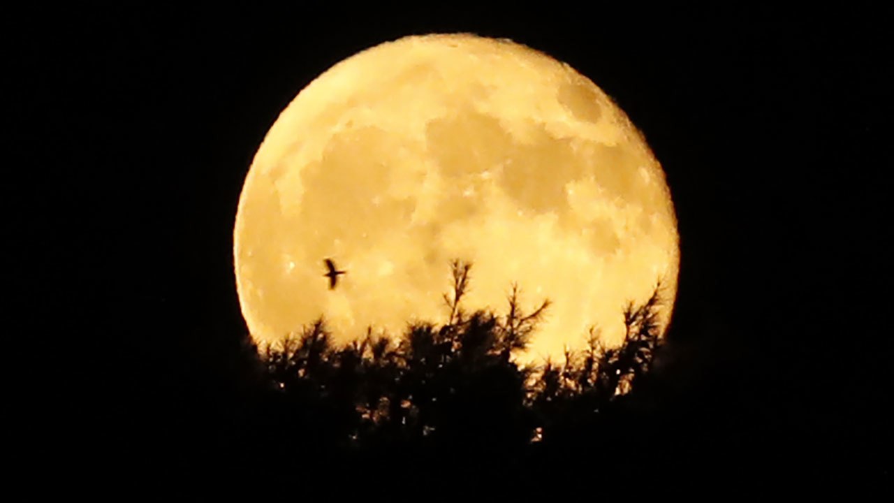 A Snow Moon, Lunar Eclipse, and Comet Are Set to Appear Today!