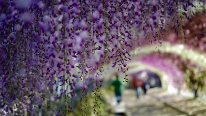 This Wisteria Flower Tunnel in Japan Is the Most Magical Place Ever