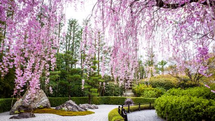 Feast Your Eyes on Japan’s Gorgeous Cherry Blossoms