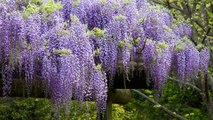 The Wisteria Flower Tunnel in Japan Is the Most Magical Place Ever